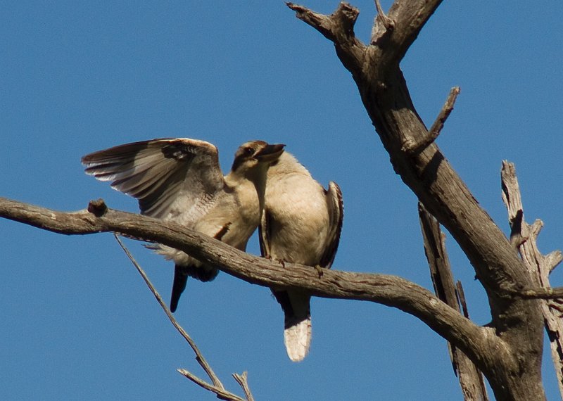 in flight kiss 2.jpg